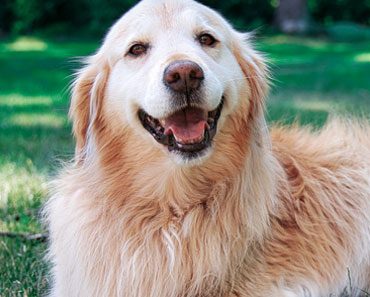 Golden retriever Breed Facts and Information [2022]