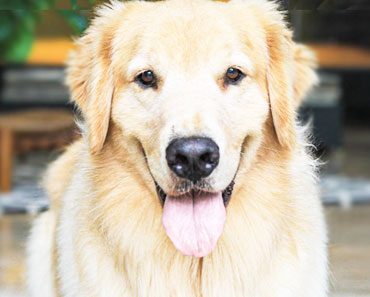 8 Facts You Probably Didn’t Know About golden retrievers