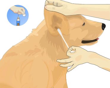 10 Things Everyone Knows About Golden Retriever Ear Infections That You Don’t