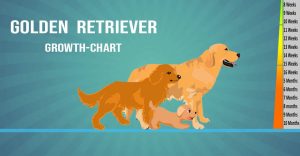 Lush Weights Of Golden Retriever Dogs Are Normally Distributed Picture in HD Lush Weights Of Golden Retriever Dogs Are Normally Distributed Picture in HD