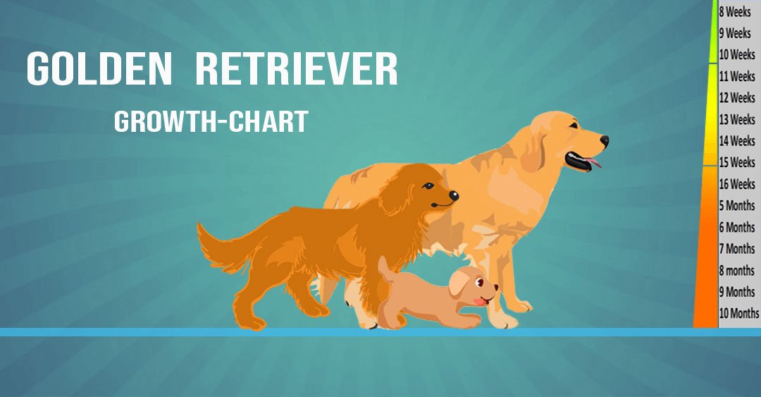 Golden Retriever Weight and Growth Chart