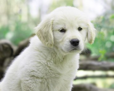How do I take care of a 1-month old Golden Retriever puppy