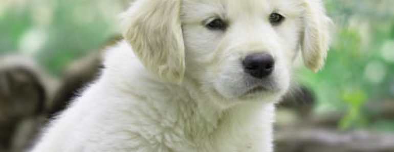 How do I take care of a 1-month old Golden Retriever puppy How do I take care of a 1-month old Golden Retriever puppy
