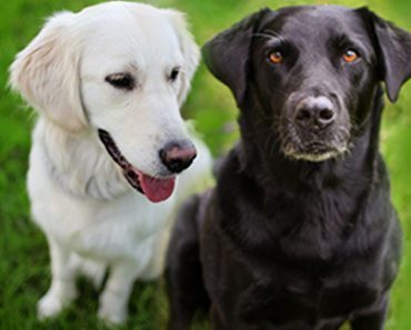 What’s The Difference Between a Labrador and a Golden Retriever !