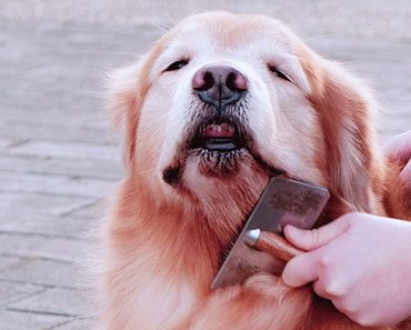 Golden Retriever Grooming : Best dog Grooming Tips