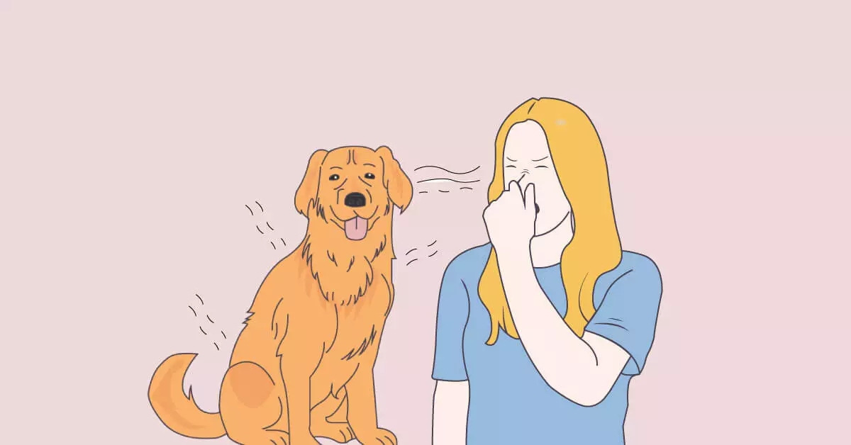 Golden Retriever Smell