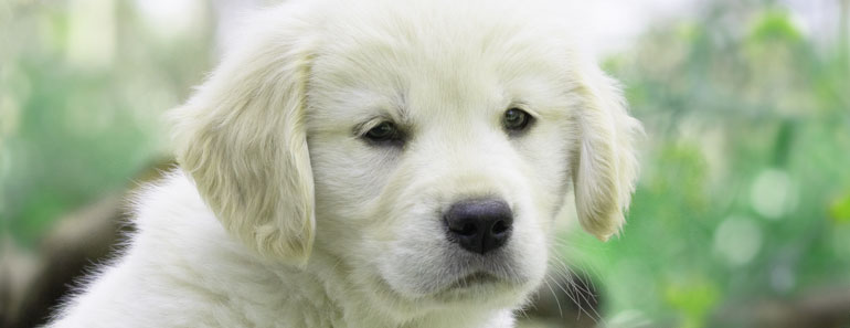 Golden retriever puppy