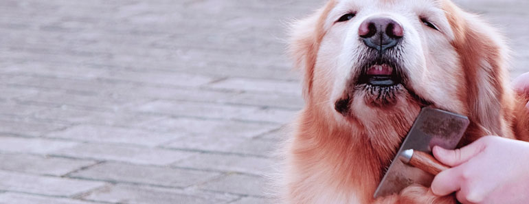  Golden retriever grooming