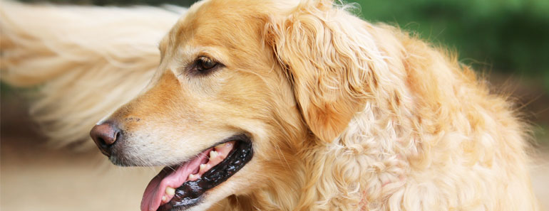 golden retriever shed