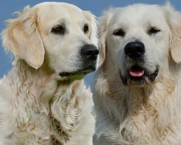 English Cream Golden Retriever : Information and facts