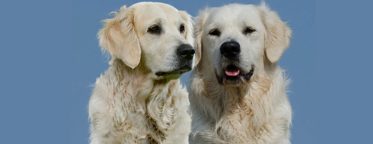 English Golden Retriever