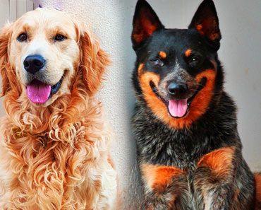 What are the differences between Golden Retrievers and German Shepherds?