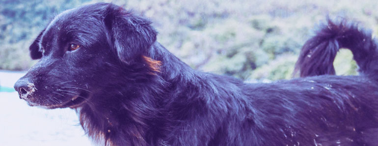  black golden retrievers 