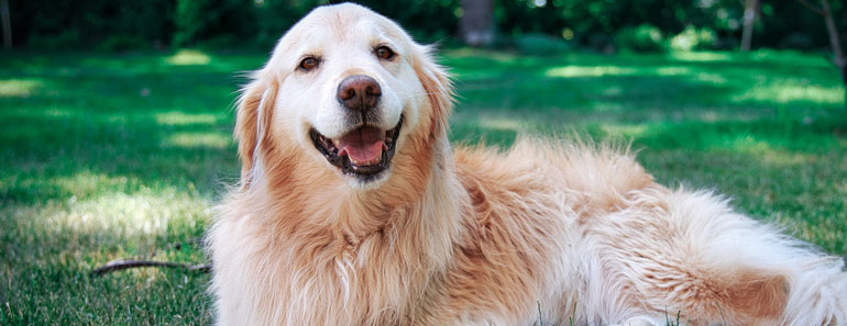 Golden retriever Breed