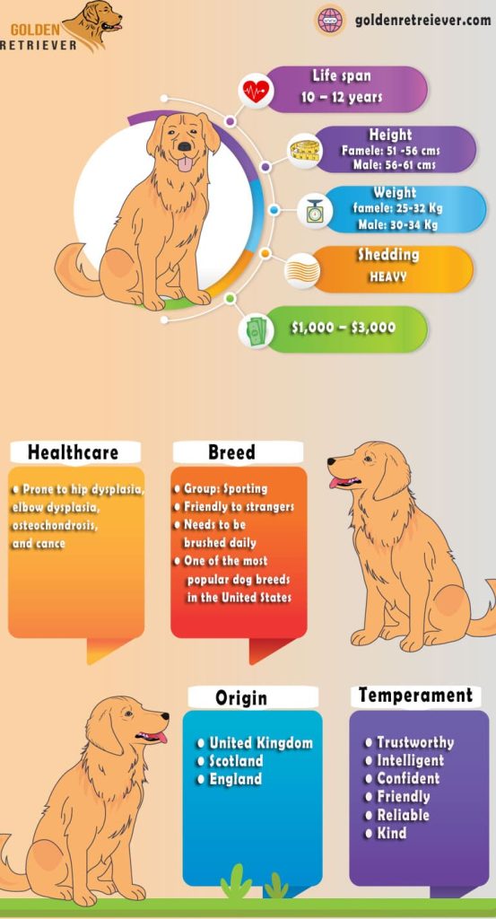 infographic golden retriever temperament life span size weight kg