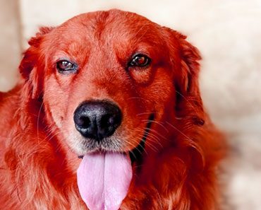 Red Golden Retriever  : The Truth Behind This Mysterious Breed