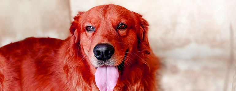 Red Golden retriever 