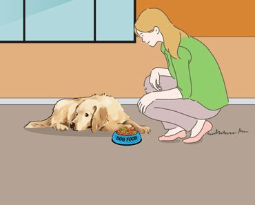 Best Dog Food For Golden Retrievers 2023: Adults And Puppies