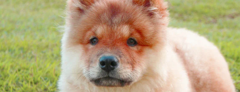 golden retriever chow mix puppy