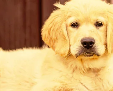 Golden Retriever Price : Is $2,000 Too Much For a Golden Puppy!