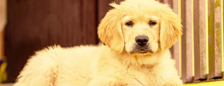 Golden retriever price