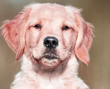 Golden Retriever With Short Hair: This is What The Breeders Don’t Tell You!