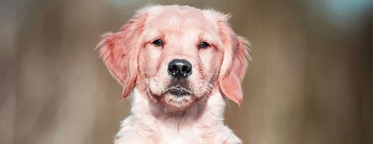 Golden Retriever Short Hair