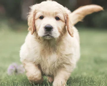 Important Things to Know as an 8 Week Old Golden Retriever Owner