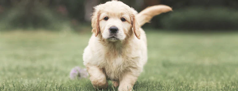 8 week Golden Retriever puppy