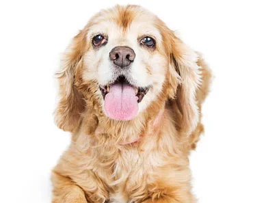Fall In Love With Golden Retriever Cocker Spaniel Mix