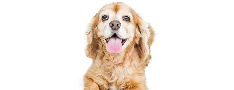 golden retriever mixed with cocker spaniel