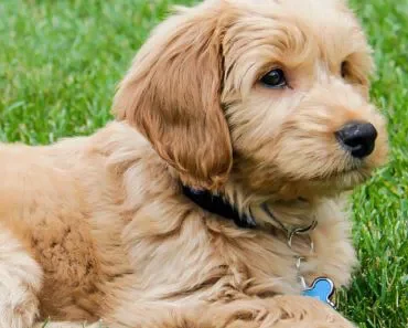 Read This! Before Getting a Golden Retriever and Poodle Mix.