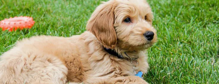 golden retriever and poodle mix puppies