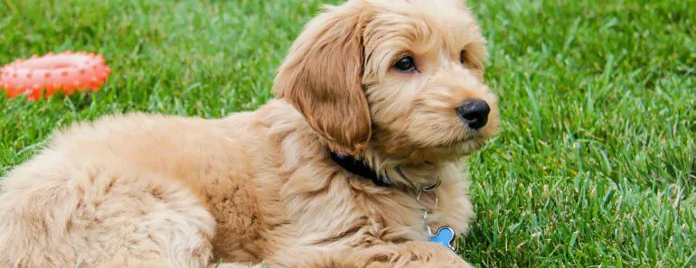 golden retriever poodle mix puppy