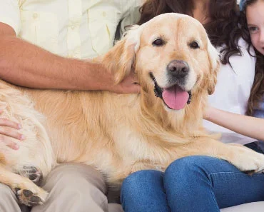 Are Golden Retrievers Hypoallergenic !? Everything You Need To Know