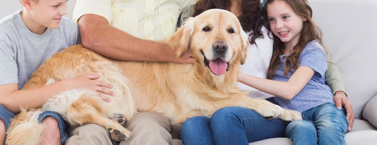 are Golden retrievers hypoallergenic