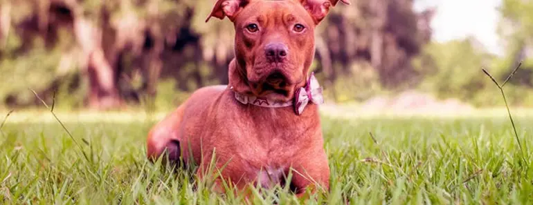 Pitbull and Golden Retriever mix