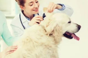 Golden Retriever Ear Infection : Your dog is Going Deaf Without You Noticing!