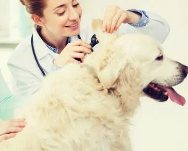 Golden Retriever Ear Infection : Your dog is Going Deaf Without You Noticing!