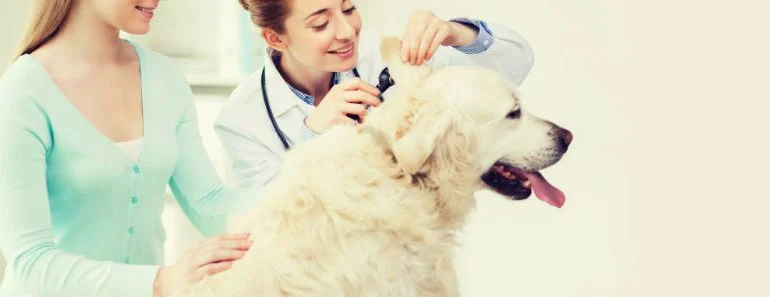 Golden Retriever ear infection