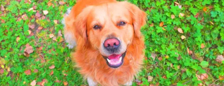 Golden Retriever pink nose