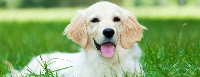 white golden retriever breeder