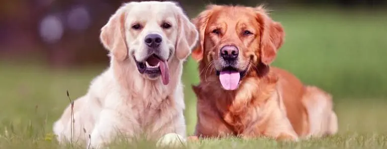 English vs American Golden Retriever