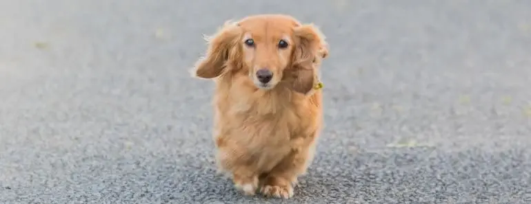 Golden Dachshund