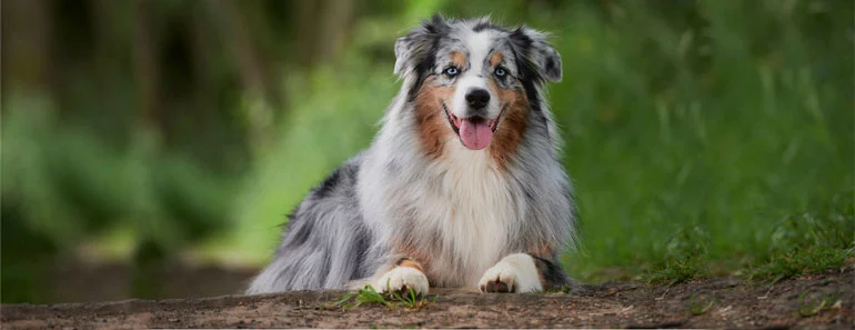 Golden Retriever Australian Shepherd Mix