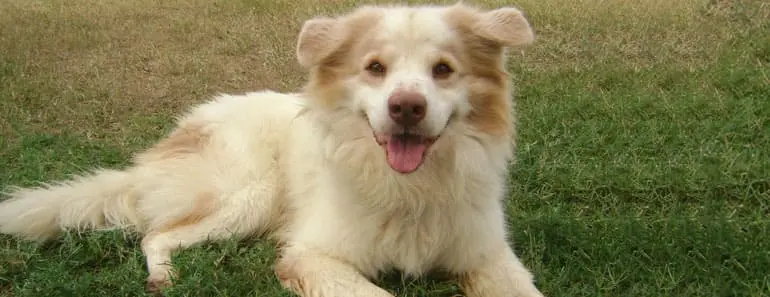 Golden Retriever Border Collie Mix