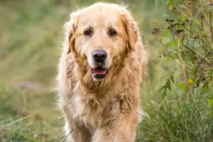 Little Known Facts About Golden Retriever Life Expectancy