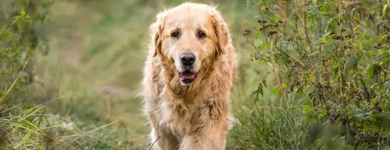 Little Known Facts About Golden Retriever Life Expectancy