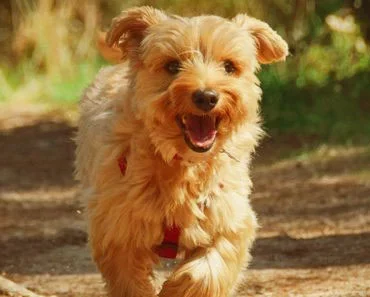 The Golden Retriever Yorkie Mix: The Cutest Member Of The Goldens Family