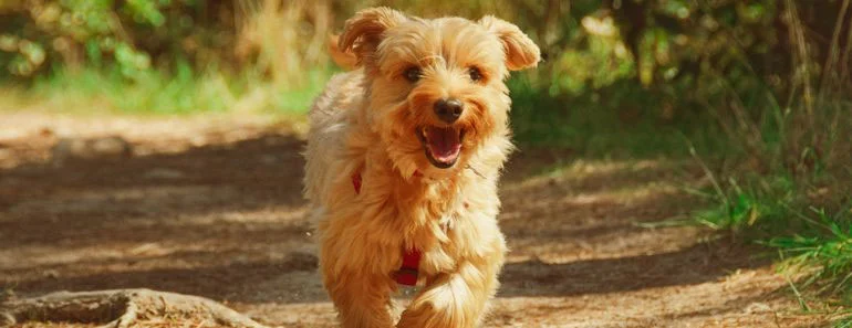 Golden Retriever Yorkie mix